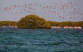 Flamingo Beach Resort